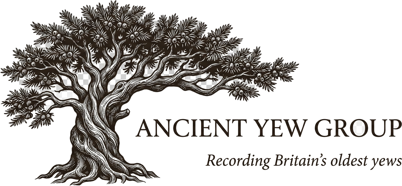 Ancient Yew Group logo