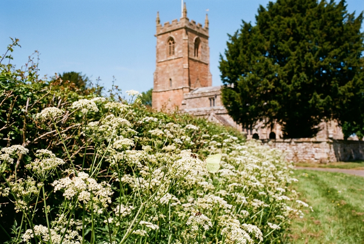 Cow parsley on the boundary hedge in May.
