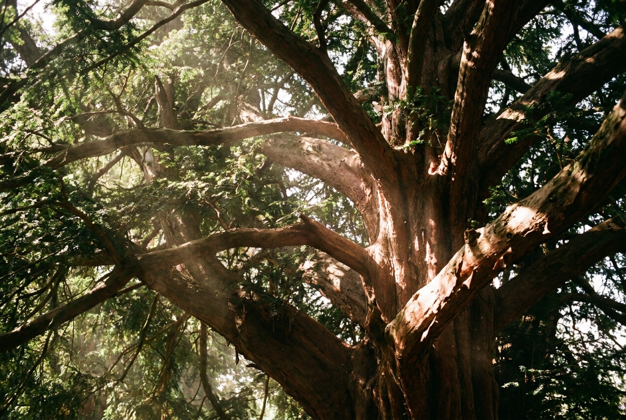 Sunlight through the canopy of the south yew at St Luke’s, taken in mid-July, with the broad horizontal limbs lit from above.